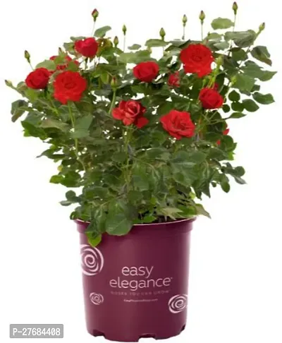 Zomoloco Plt143 Rose Plant-thumb0