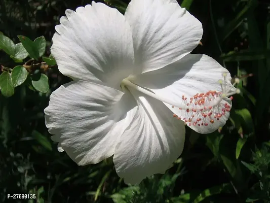 Zomoloco Hibiscus White Plant Cf035 Hibiscus Pla