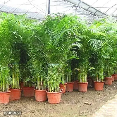 Zomoloco Areca Palm ARCA PALM TT-thumb2