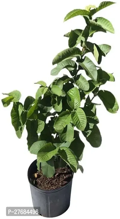 Zomoloco Guava Plant Hybrid Cfa143 Guava Plant-thumb0