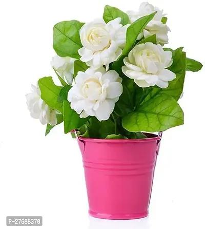 Zomoloco Arabian Jasmine Beli Flower Mogra