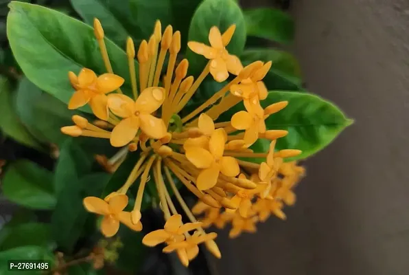 Zomoloco Trothic Ixora Chethi Yellow Plant Live Fl