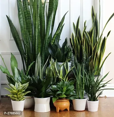 Zomoloco Snake Plant For Home Decorations Best For-thumb0