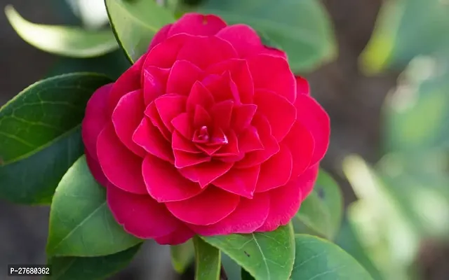 Zomoloco Camelia Flower Plant 131 Rose Plant-thumb0