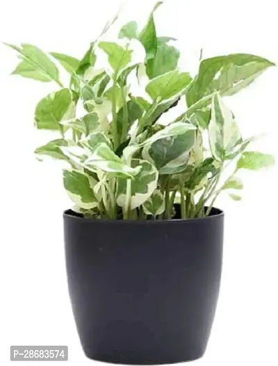 Zomoloco Money Plant Money Plant-42-thumb0