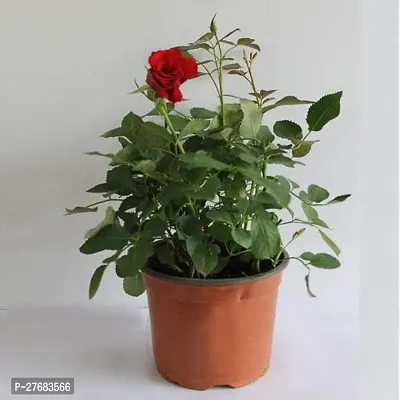 Zomoloco English Rose Red Plant Rose Plant