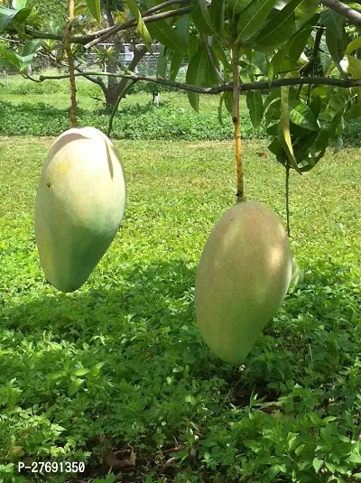 Zomoloco Chandra Mallika Live Grafted Mango Plant