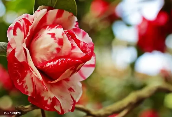 Zomoloco Red Camellia Healthy Flower Plant For Hom