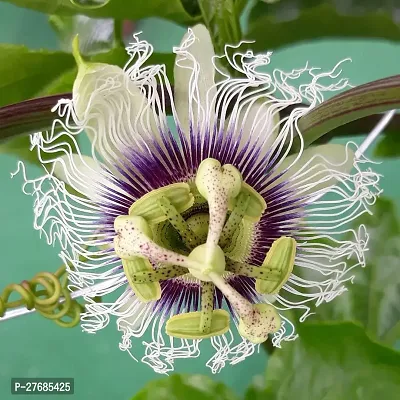 Zomoloco Air Layered Passion Fruit Plant Live Plan-thumb0