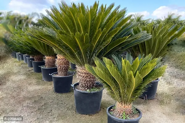 Zomoloco Cycas Revoluta Plant Live Plant Cf271 C-thumb0