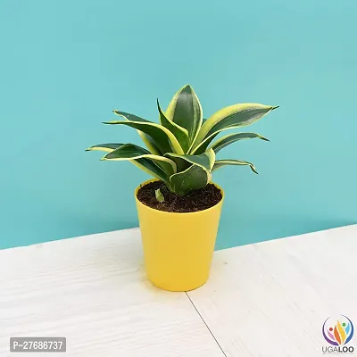 Zomoloco Sansevieria Golden Hahnii Snake Plant Sna-thumb0