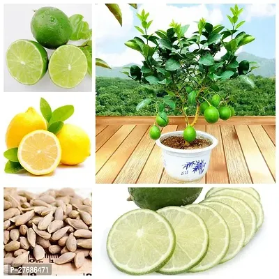 Zomoloco Lemon Citrus Nimbu Nimboo Lime Al