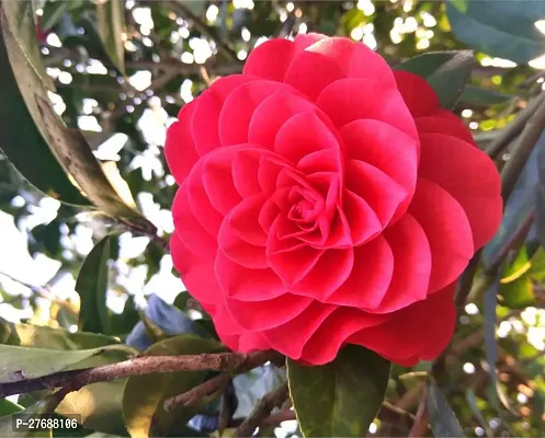 Zomoloco Red Camellia Healthy Flower Plant For Hom