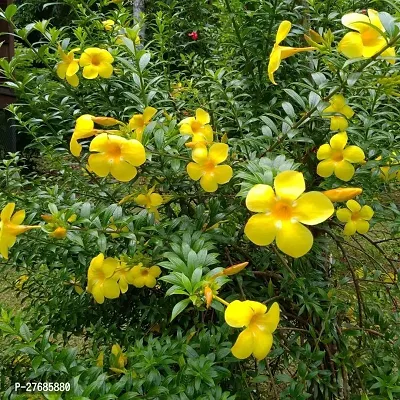 Zomoloco Allamandamodel Namegolden Trumpetplant-thumb0