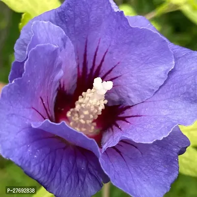 Zomoloco Hibiscus Blue Live Flower Plant Cf42417-thumb0