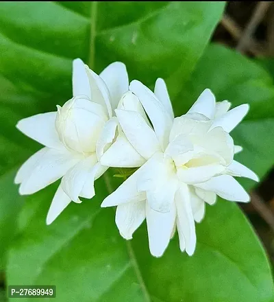 Zomoloco Arabian Jasmine Double Petal Live Flower-thumb0