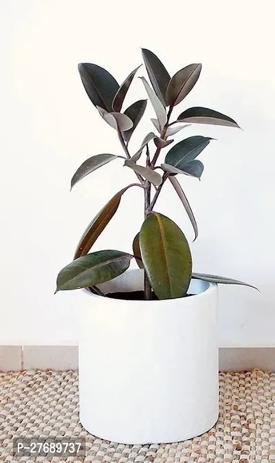 Zomoloco Live Rubber Plant For Indoor Home Decorat