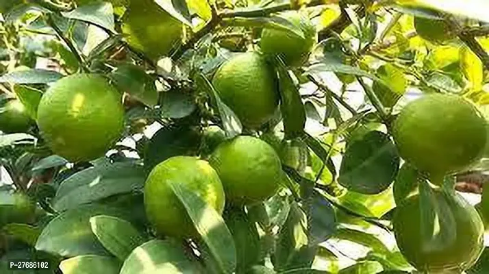 Zomoloco Organic Lemon Plant Cfo36 Lemon Plant