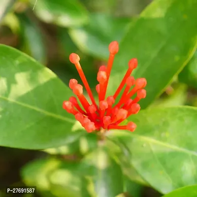 Zomoloco Trothic Ixora Chethi Red Plant Live Flowe