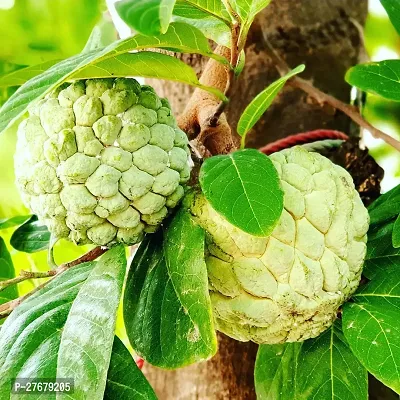 Zomoloco Custard Apple Live Plant Disha200541 C-thumb0