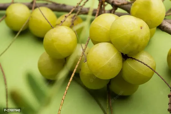 Zomoloco Amlaamlakiindian Gooseberry Big Fruit