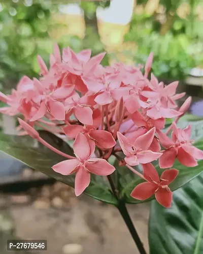 Zomoloco Trothic Ixora Chethi Red Plant Live Flowe-thumb0