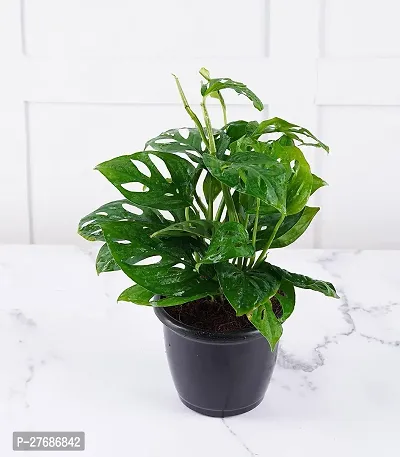 Zomoloco Broken Heart Indoor Plant With Air Purify