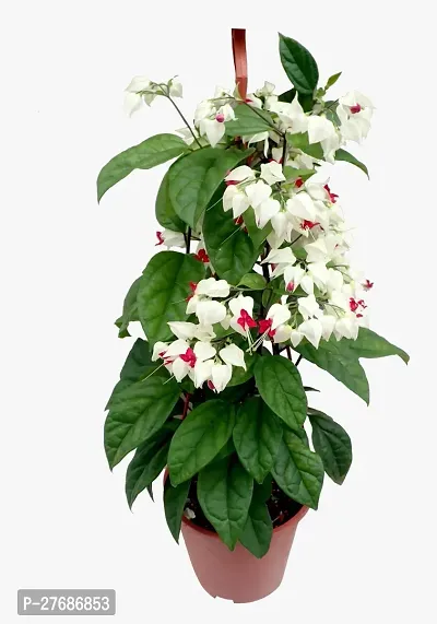 Zomoloco Live Rare Bleeding Heart Vine White Cler-thumb0