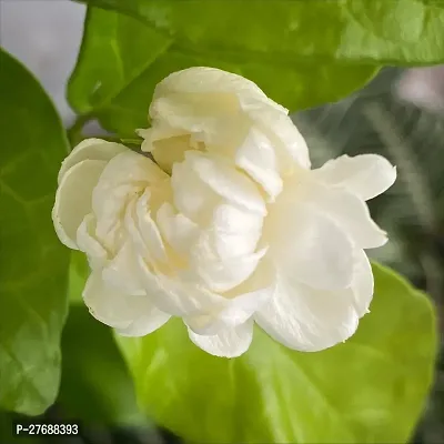 Zomoloco Arabian Jasmine Double Petal Live Flower-thumb0