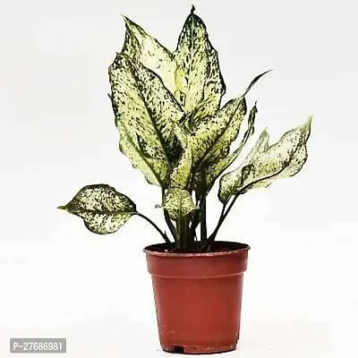 Zomoloco Snow White Aglaonema Chinese Evergree-thumb0