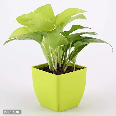 Zomoloco Indoor Money Plant Money Plant-thumb0