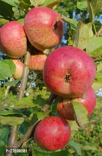 Zomoloco Apple Sunehari Hybrid Grafted Live Plant-thumb0