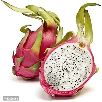 Zomoloco Red Dragon Fruit Plant11 Dragon Tree-thumb0