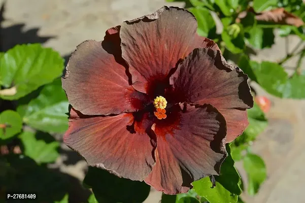 Zomoloco Hibiscus Hybrid Live Flower Plant Disha-thumb0