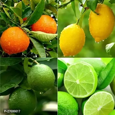 Zomoloco Lemon Citrus Nimbu Nimboo Lime Al-thumb0