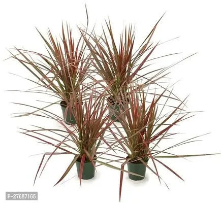 Zomoloco Live Air Purifying Red Edged Dracaena Mar-thumb0