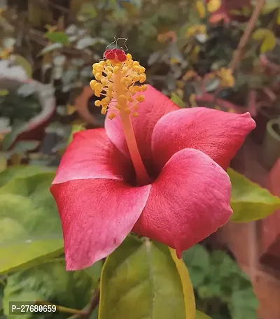 Zomoloco Hibiscus Red Live Flower Plant Disha220