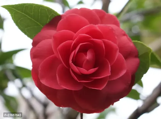 Zomoloco Red Camellia Healthy Flower Plant For Hom