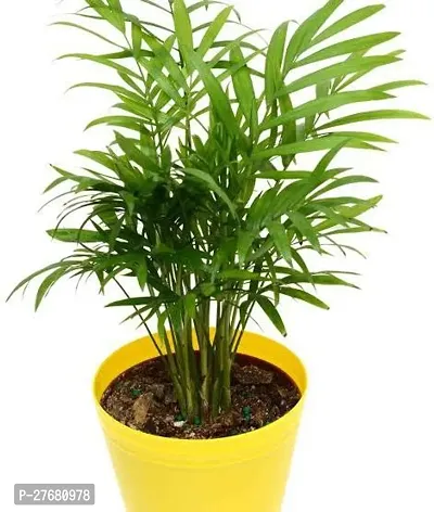 Zomoloco R01 Areca Palm-thumb0