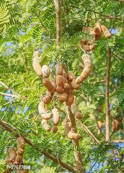 Zomoloco Tamarindmodelsweetplant Tamarind Plant