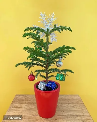 Zomoloco Live Christmas Plant Healthy Decorative