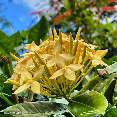 Zomoloco Trothic Ixora Chethi Yellow Plant Live Fl