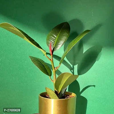 Zomoloco Live Rubber Plant For Indoor Home Decorat