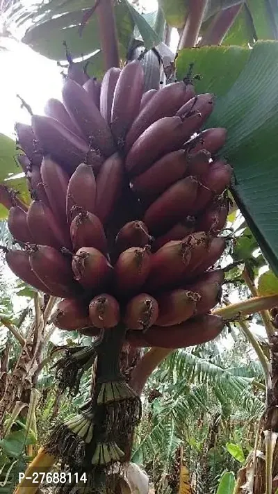 Zomoloco Live Plant Rare Dwarf Musa Red Banana Bar