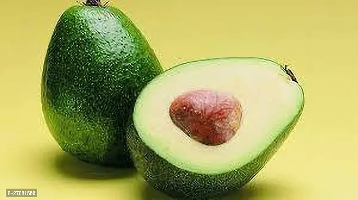 Zomoloco Avocado Fruit Plant A7 Avocado Plant-thumb0