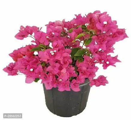 Zomoloco Baugainvillea Plant Bougainvillea Plant Kagaj Flower Live Plant FP100111-thumb0