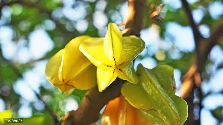 Zomoloco Rare Star Fruit Grafted Live Plant Cf061-thumb0