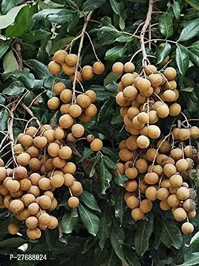 Zomoloco Rare Dwarf Longan Fruit Plant Thailand V-thumb0