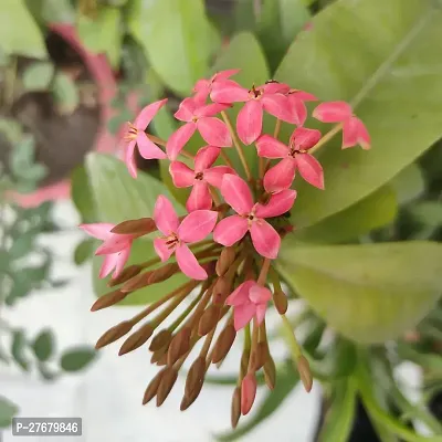 Zomoloco Trothic Ixora Chethi Red Plant Live Flowe