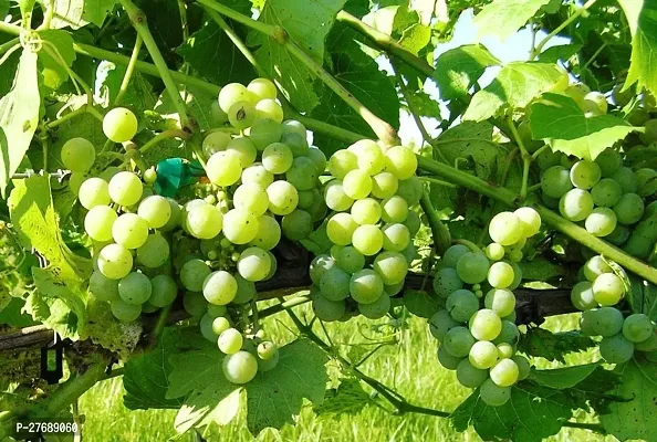 Zomoloco Air Layered Grapes Angoor Live Plant C-thumb0